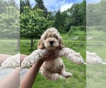 Puppy 4 Cockapoo (Miniature)