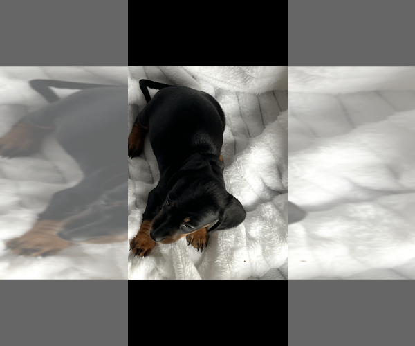 Medium Photo #3 Dachshund Puppy For Sale in NILES, MI, USA