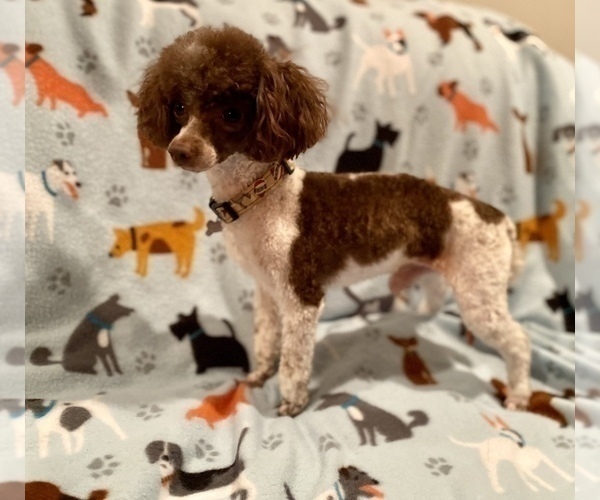 Medium Photo #1 Poodle (Toy) Puppy For Sale in ACWORTH, GA, USA