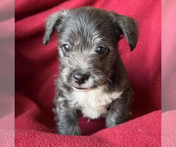 Medium Photo #7 Jack Russell Terrier-Unknown Mix Puppy For Sale in San Diego, CA, USA