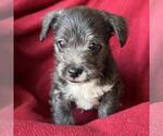 Small #6 Jack Russell Terrier Mix
