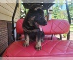 Small Photo #2 German Shepherd Dog Puppy For Sale in HAGERSTOWN, MD, USA