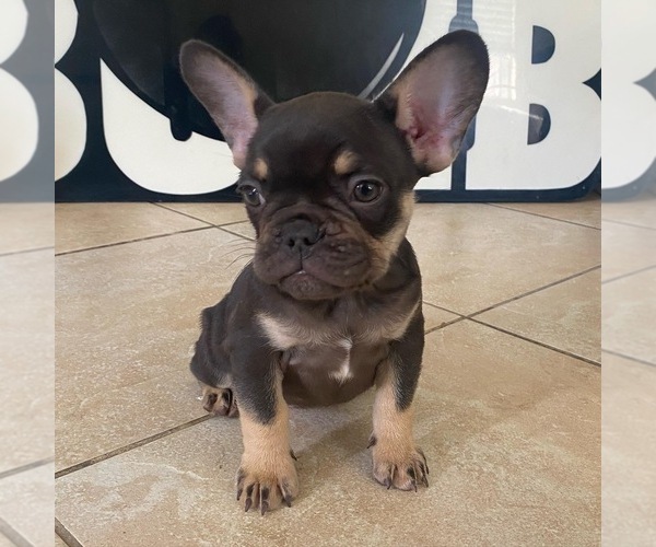 Medium Photo #3 French Bulldog Puppy For Sale in CHINO, CA, USA