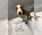 SANDERS - Male German Shepherd Dog-Unknown Mix Dog for Adoption - Small photo