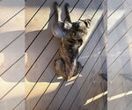 Small #17 Labrador Retriever Mix