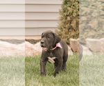 Small Photo #9 Great Dane Puppy For Sale in SYRACUSE, IN, USA