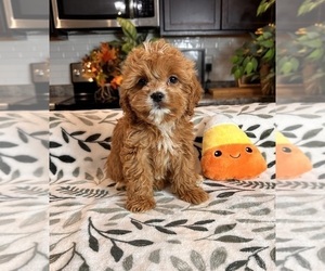 Cavapoo Puppy for sale in GREENWOOD, IN, USA