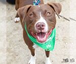 Small #4 Labrador Retriever Mix