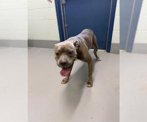 American Pit Bull Terrier-Unknown Mix Dogs for adoption in Corpus Christi, TX, USA