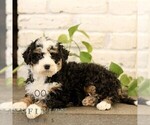 Small #3 Bernedoodle (Miniature)