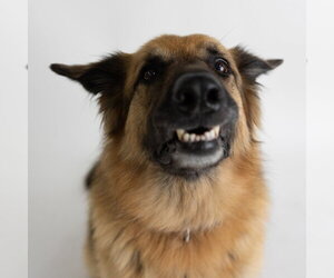 Pippi - Female German Shepherd Dog Dog for Adoption - Photo #21