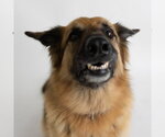 Small #20 German Shepherd Dog