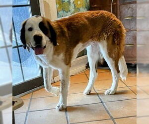 Saint Bernard Dogs for adoption in Vail, AZ, USA