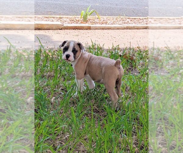 Medium Photo #4 Olde English Bulldogge Puppy For Sale in AUSTIN, TX, USA