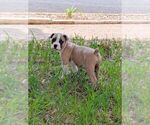 Small #3 Olde English Bulldogge