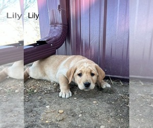 Bulldog Puppy for sale in ALCESTER, SD, USA