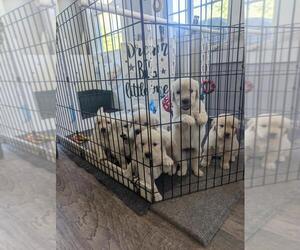 Golden Retriever Puppy for sale in POTTSTOWN, PA, USA