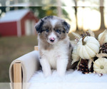 Wilder - Male Border Collie Puppy for Sale - Photo #4