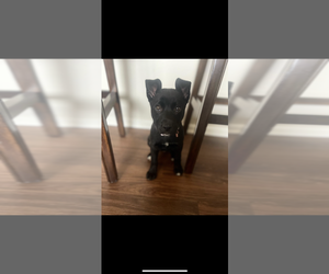 Mutt Puppy for sale in AURORA, CO, USA