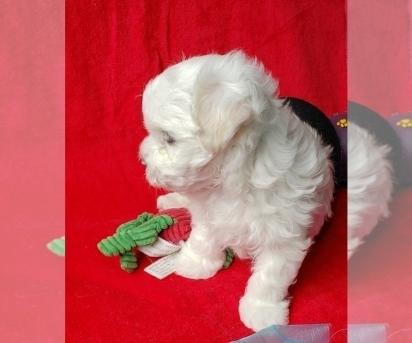Medium Photo #3 Maltese Puppy For Sale in PISCATAWAY, NJ, USA