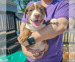 Small #2 American Staffordshire Terrier-Boston Terrier Mix