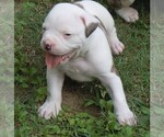 Small Photo #3 American Bulldog Puppy For Sale in OPELIKA, AL, USA