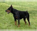 Small #2 Doberman Pinscher