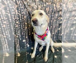 Great Pyrenees Dogs for adoption in Tulsa, OK, USA