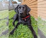 Small Photo #1 Labrador Retriever Puppy For Sale in HEMPSTEAD, TX, USA