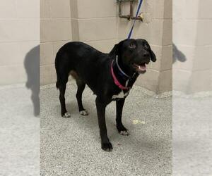 Labrador Retriever-Unknown Mix Dogs for adoption in Conroe, TX, USA