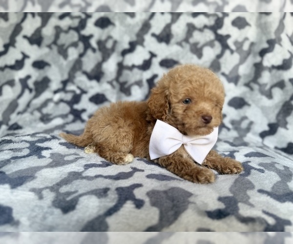 Medium Photo #3 Cockapoo (Miniature) Puppy For Sale in LAKELAND, FL, USA