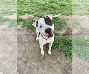 DELILAH(terrier) - Female Mutt Dog for Adoption - Photo #7