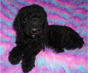 Labradoodle Puppy for sale in LA HABRA, CA, USA