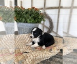 Small Photo #2 Miniature Australian Shepherd Puppy For Sale in BLMGTN, IN, USA