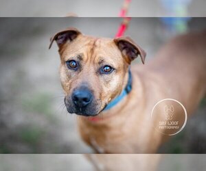 American Staffordshire Terrier-Rhodesian Ridgeback Mix Dogs for adoption in Brewster, NY, USA