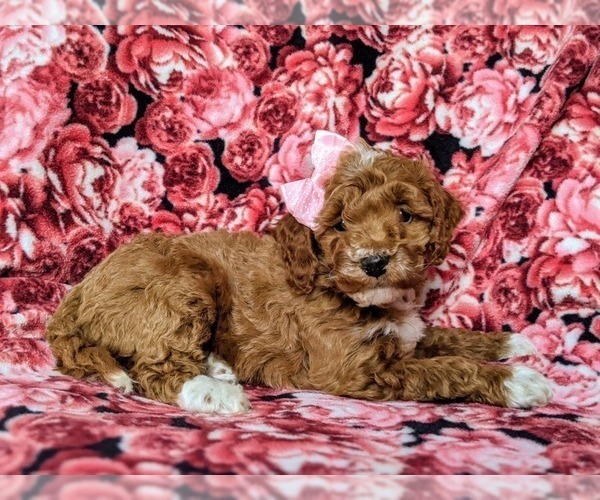 Medium Photo #5 Cock-A-Poo Puppy For Sale in KIRKWOOD, PA, USA