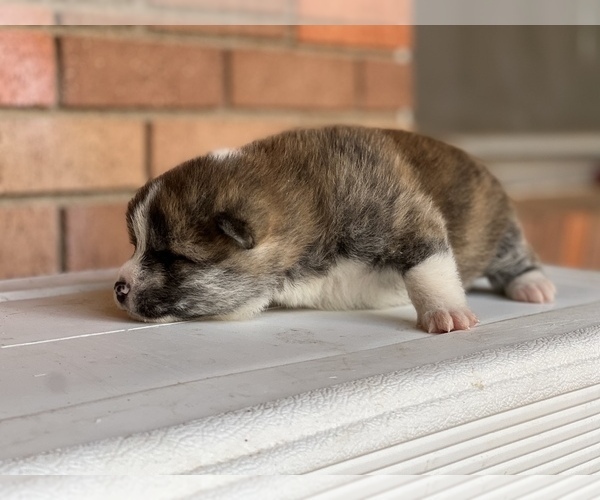 Medium Photo #4 Akita Puppy For Sale in ARLINGTON, TX, USA