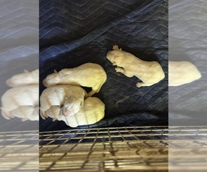 Siberian Husky Puppy for Sale in DOUGLASVILLE, Georgia USA