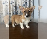 Small #24 Pembroke Welsh Corgi