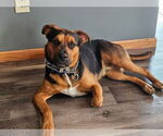 Small #2 Mutt
