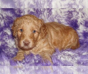 Labradoodle mix (+ Poodle Standard) Puppy for sale in LA HABRA, CA, USA