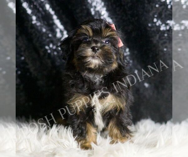 Medium Photo #5 Maltipoo Puppy For Sale in WARSAW, IN, USA