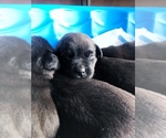 Small Photo #18 Borador Puppy For Sale in SPRINGDALE, AR, USA