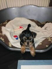 Yorkshire Terrier Puppy for sale in DEARBORN, MI, USA