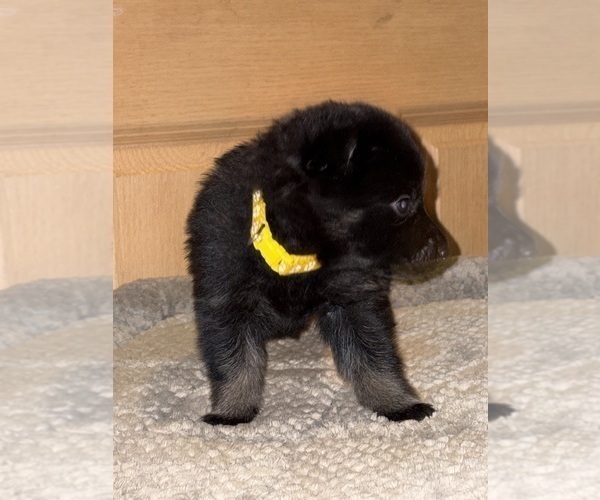 Medium Photo #18 German Shepherd Dog Puppy For Sale in SUMPTER TWP, MI, USA