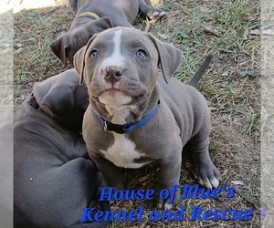 American Pit Bull Terrier Puppy for sale in DELAWARE, OH, USA