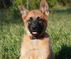 Medium Belgian Malinois