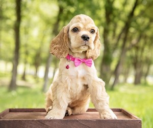 Cocker Spaniel Puppy for sale in RICHMOND, TX, USA