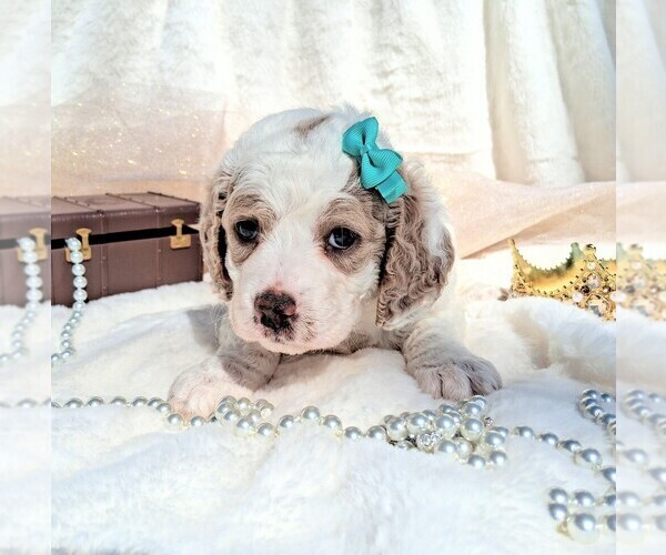 Medium Photo #69 Goldendoodle (Miniature) Puppy For Sale in GASTONIA, NC, USA