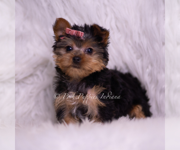 Medium Photo #96 Yorkshire Terrier Puppy For Sale in WARSAW, IN, USA